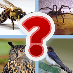 Animal game quiz
